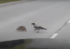 Ворона переводит ежика через дорогу: видео