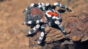 Новый вид пауков с Джокером на спине назвали в честь Хоакина Феникса