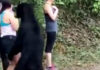 Черный медведь вышел к туристке, косолапый продемонстрировал непредсказуемость характера