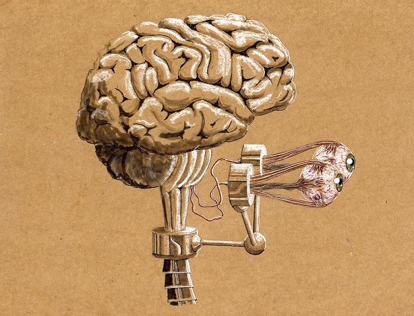 Мозг Человека Фото