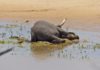 В Африке продолжают умирать слоны. Причины гибели по-прежнему неизвестны