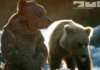 Робот-медвежонок отправился рыбачить с медведями гризли: видео