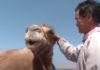 Верблюд прошел 100 км по китайским степям, чтобы вернуться к бывшим хозяевам