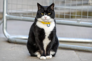 Палмерстон, официальный кот-мышелов МИД Великобритании, вышел на пенсию