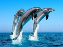 Исследование: Дельфинам и китам «негде укрыться» от вечных химикатов