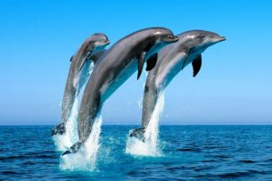 Дельфины узнают своих сородичей по вкусу мочи