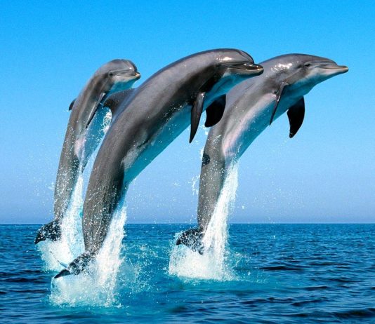 Исследование: Дельфинам и китам «негде укрыться» от вечных химикатов