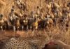 Стервятники опять отобрали добычу у гепарда, но уступили ее грифу: видео