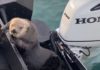 Хитрая выдра спряталась от косатки на лодке у рыбака (видео)