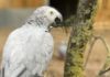 Матерились, хором оскорбляли посетителей, хихикали: Пять попугаев в зоопарке стали проблемой