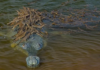 Крокодил катает на спине сотню детенышей: удивительное фото