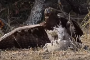 Жестокую схватку боевого орла с вараном сняли на видео