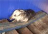 Четырех изнасилованных собак обнаружили в изоляторе для бездомных животных в Нур-Султане