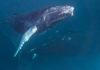 Гигантский кит врезался в лодку и чуть не проглотил туриста