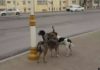 «Камеры фиксируют, а коммунальщики разбрасывают отраву»: В Ашхабаде идет «борьба» с собаками