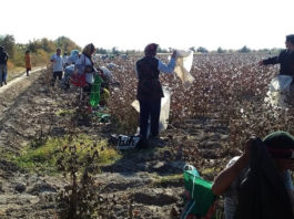 Туркменские фермеры вынуждены покупать контрабандные удобрения из соседнего Узбекистана