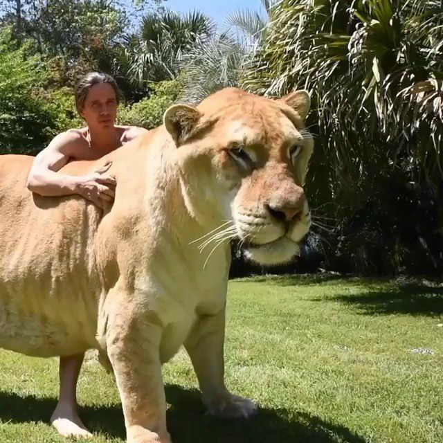 Геркулес: самая большая кошка мира весит как 2 льва и живет с людьми –  K-News