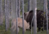 Видео: Волк защитил от собратьев друга-медведя