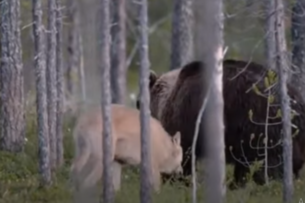 Видео: Волк защитил от собратьев друга-медведя