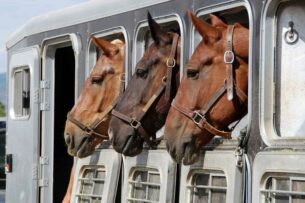 Башкортостан почти в три раза увеличил экспорт лошадей в Казахстан и Кыргызстан