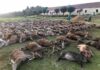 Испанские охотники устроили массовую резню оленей и кабанов в Португалии