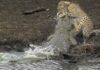 Крокодил поймал гепарда у водопоя: видео
