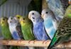 В Россию не пропустили 400 волнистых попугаев из Кыргызстана