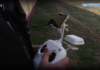 Жители Ташкента пытались получить пистолет Макарова из Казахстана с помощью дрона