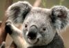 Коал в Австралии объявили вымирающим видом