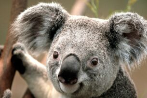 Коал в Австралии объявили вымирающим видом