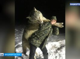 Огромного волка размером с взрослого человека застрелили в Башкирии