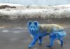 По улицам российского города разгуливают синие собаки. Откуда они взялись?