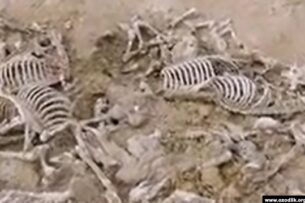 В Каракалпакстане обнаружили кладбище ослов. Правоохранительные органы начали рейды в столовых и мясных магазинах