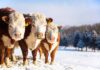Российские таможенники пресекли вывоз 34 коров в Кыргызстан