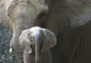 Бесстрашный слоненок защищает больную мать от незнакомцев: видео
