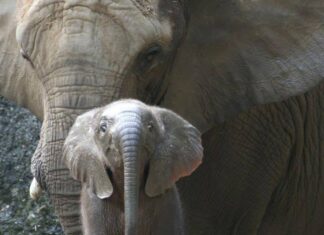 Слониха попросила помощи у людей, чтобы разбудить слоненка