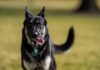 Собак Байдена «депортировали» в Делавэр за плохое поведение