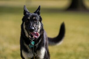 Собак Байдена «депортировали» в Делавэр за плохое поведение