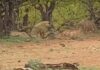 Гиена и леопард дерутся за добычу, которая пытается сбежать: видео
