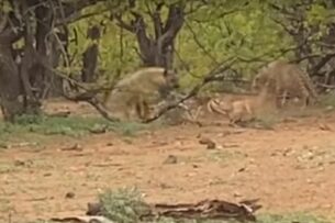 Гиена и леопард дерутся за добычу, которая пытается сбежать: видео