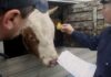 Из Омской области не дали вывезти в Кыргызстан 16 коров