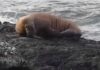 Морж из Арктики уснул на льдине и приплыл в Ирландию (видео)