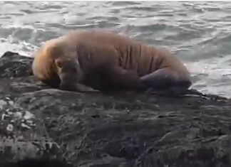 Морж из Арктики уснул на льдине и приплыл в Ирландию (видео)