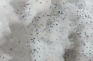 Выпавшие со снегом насекомые напугали казахстанцев