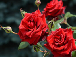 52 тысячи роз из Кыргызстана не пустили в Россию