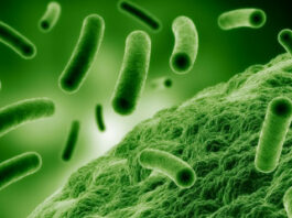 Найденная во льдах древняя бактерия оказалась устойчивой к современным антибиотикам