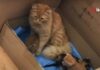 Бродячая кошка принесла в госпиталь больных котят: видео