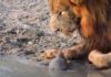 Кровожадная черепаха пошла против львов: видео