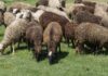 Из России в Кыргызстан не пропустили 700 голов овец