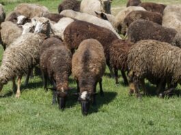 В России пресекли вывоз в Кыргызстан крупной нелегальной партии домашнего скота